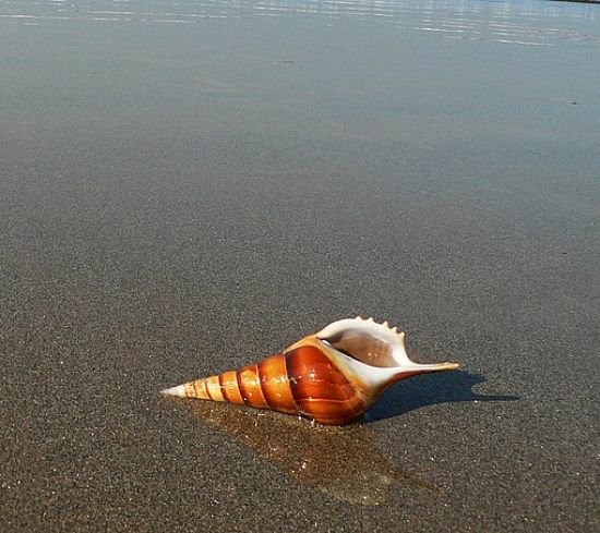 һӣ